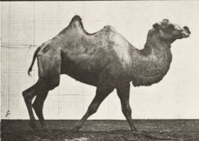Plate 737 Bactrian camel walking — figure reference